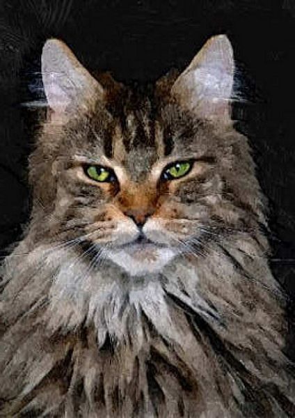 Hand Painted Effect Maine Coon Cat Set Download - 21 Pages