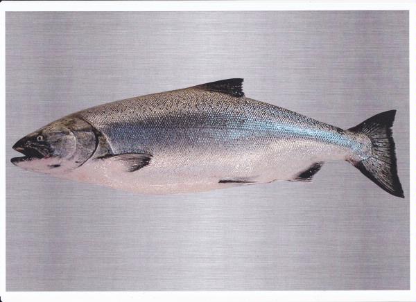 Salmon Set 04 Download - 120 Pages