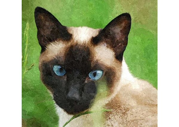 Hand Painted Effect Siamese Cat Set Download - 21 Pages