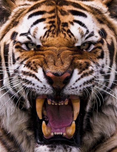 Tiger Download Set - 39 Pages