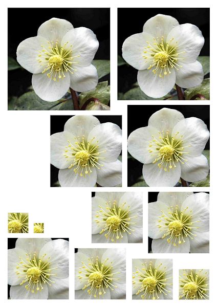 Christmas Rose Stackers Square Download - 10 Pages