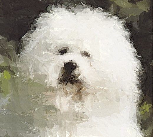 Hand Painted Effect Bichon Frise Set - 18 Pages